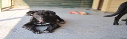 Mixed Breed dogs for adoption: Calm loving Chandler - Advert 7