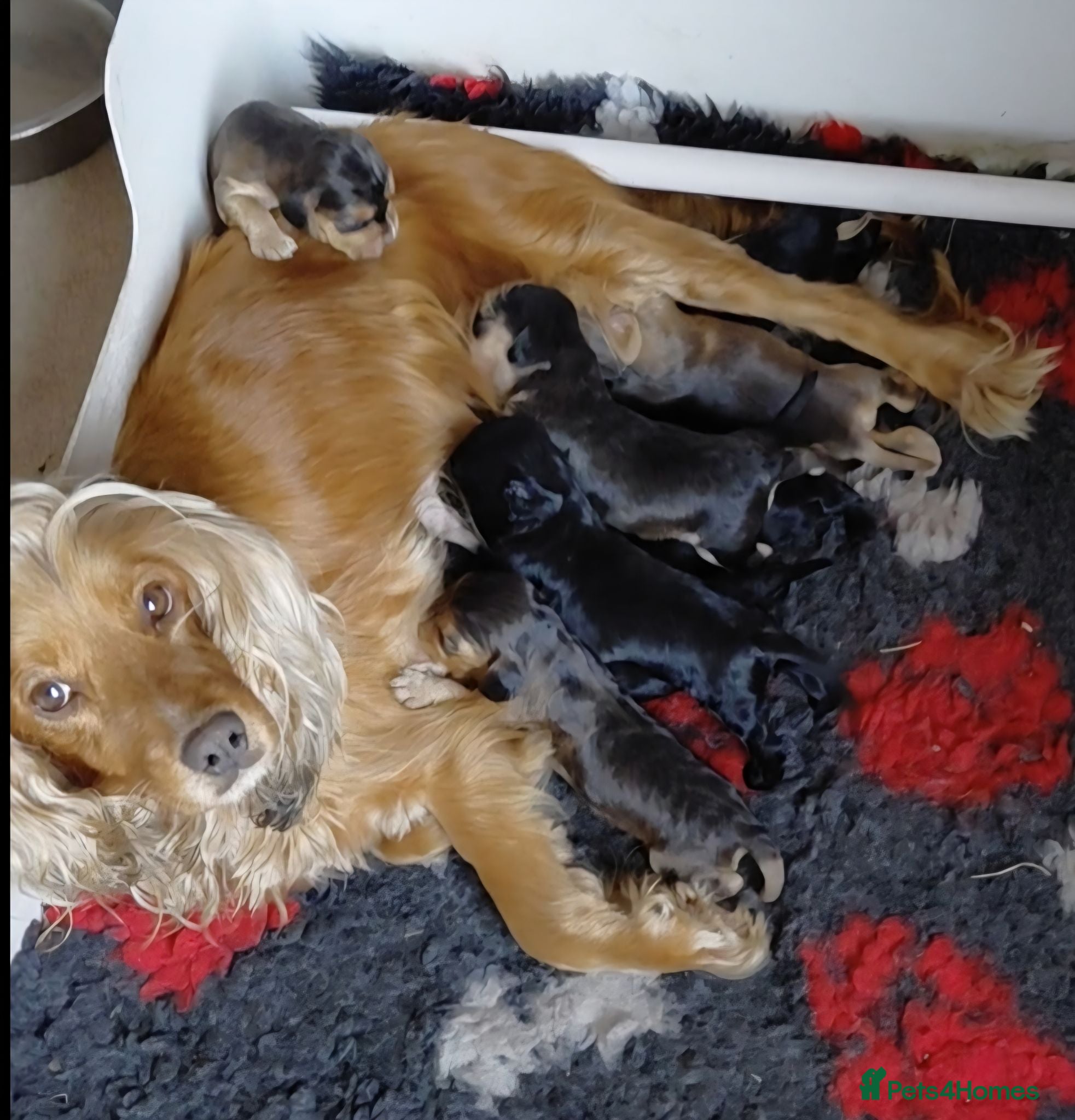 Cocker Spaniel dogs Cocker Spaniel Puppies - Advert 1