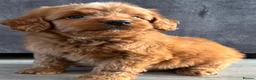 Cockapoo dogs for sale: Cockapoo puppies ready now - Advert 1
