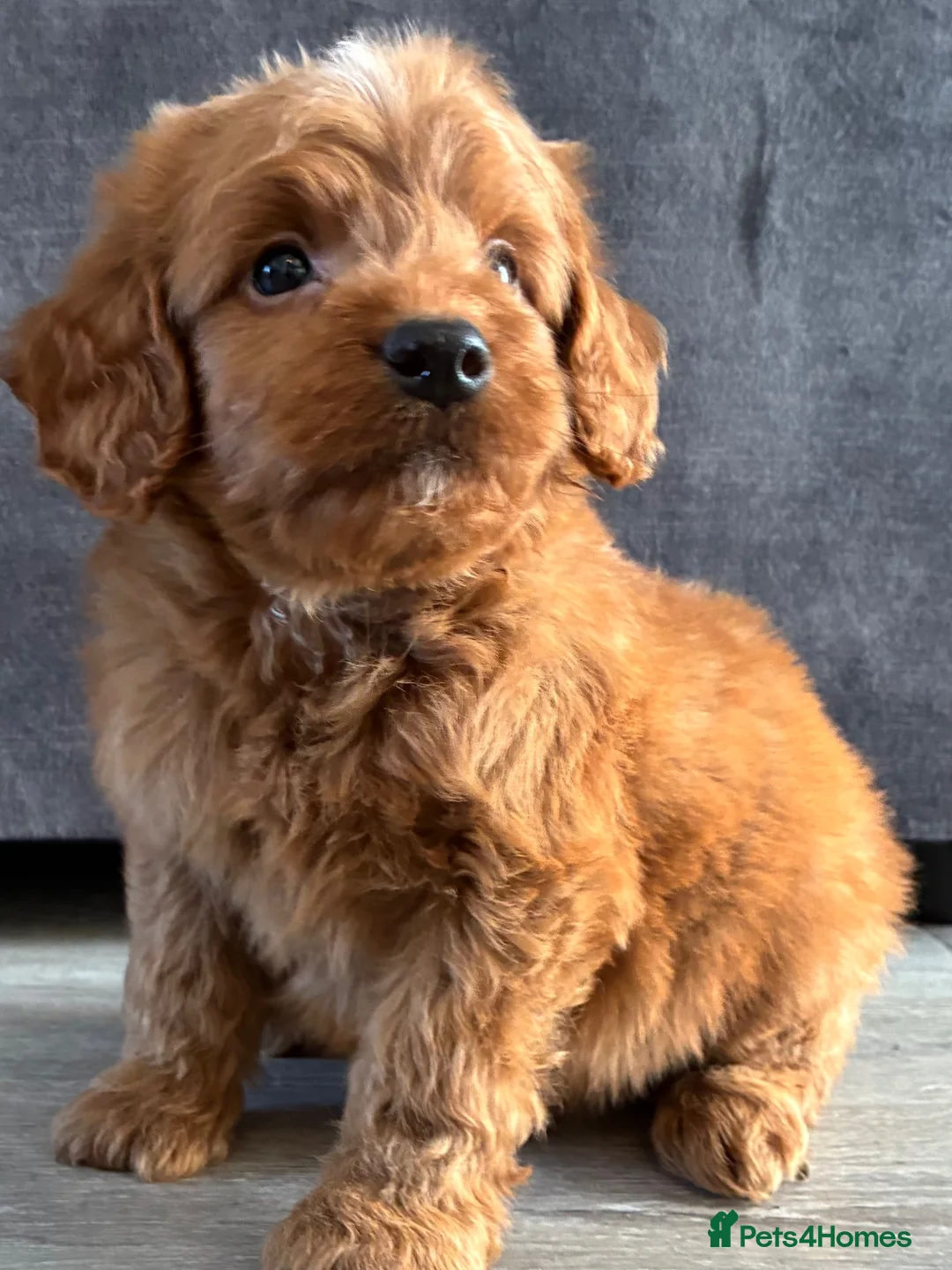 Cockapoo dogs for sale: Cockapoo puppies ready now - Advert 1