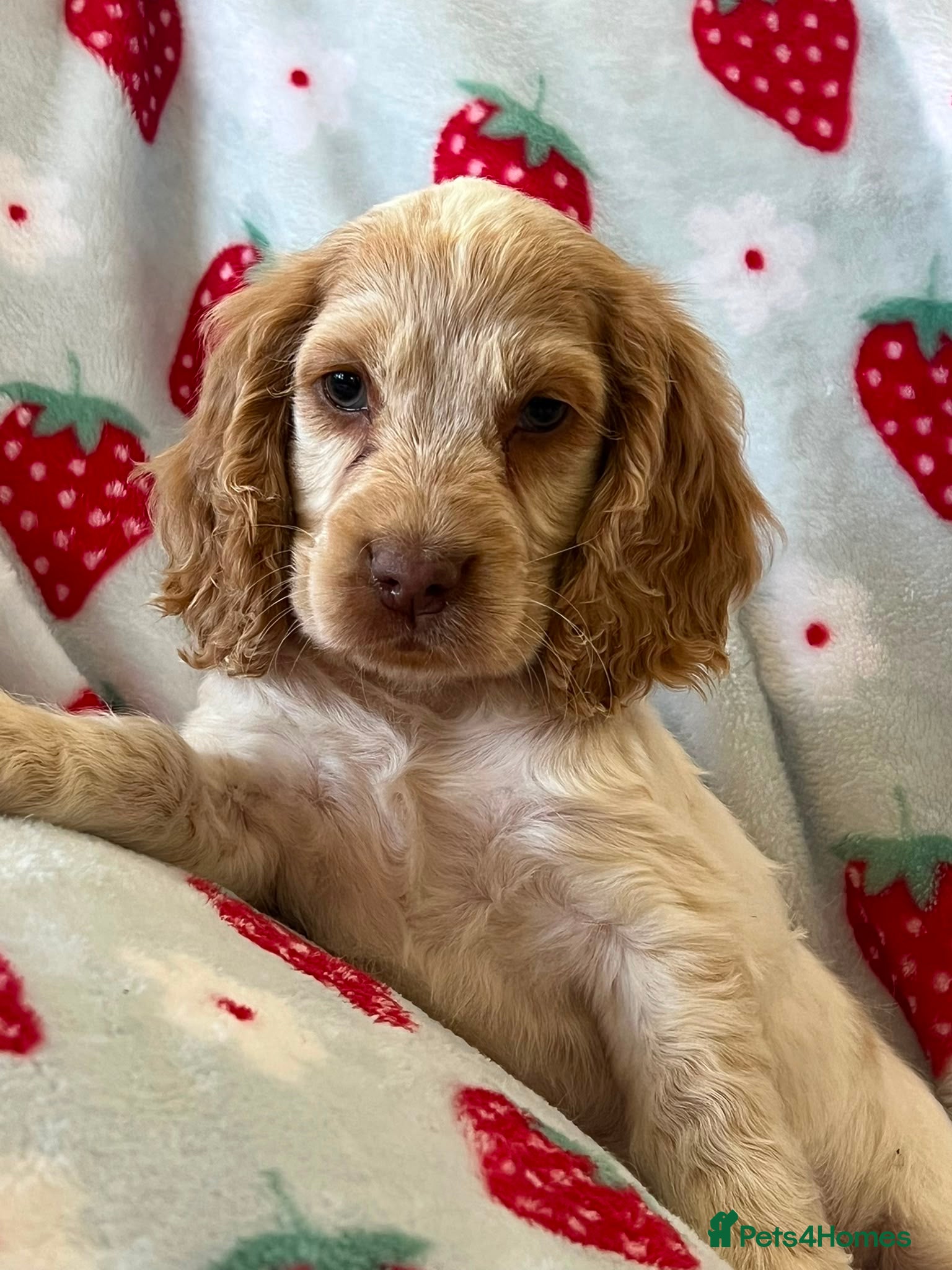 Cocker Spaniel dogs Show cocker spaniel girl pup  ⭐️⭐️⭐️ - Advert 6