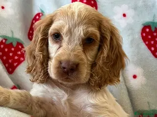 Cocker Spaniel dogs Show cocker spaniel girl pup ⭐️⭐️⭐️ - Advert 11