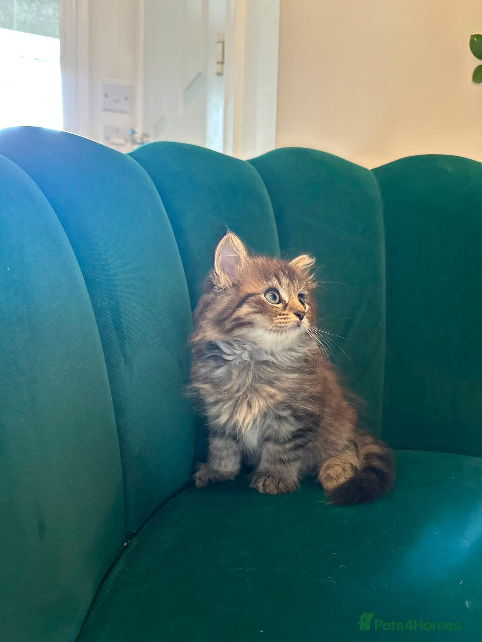 Scottish Fold cats ✨Adorable Scottish Fold Kittens 🐾 - Advert 1