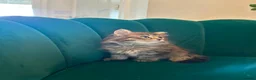 Scottish Fold cats for sale: ✨Adorable Scottish Fold Kittens 🐾 - Advert 15