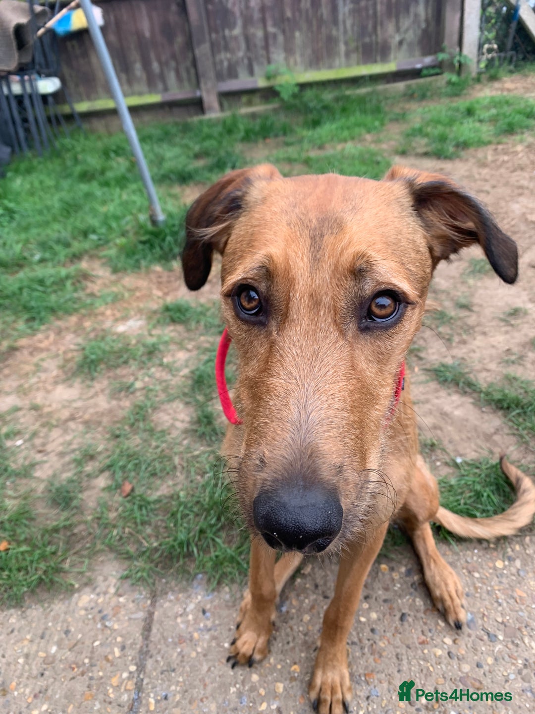 Mixed Breed dogs for sale: Lurcher - Advert 3