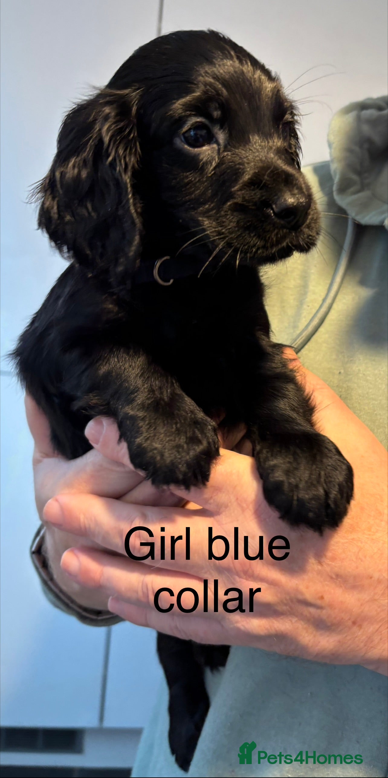 Cocker Spaniel dogs Cocker Spaniel Puppies  - Advert 5