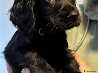 Cocker Spaniel dogs Cocker Spaniel Puppies - Advert 5