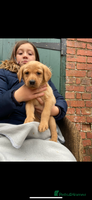 Labrador Retriever dogs - Advert 15