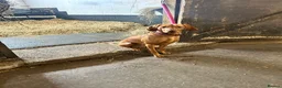 Hungarian Vizsla dogs for sale: 5 handsome Hungarian Viszla puppies for sale in Southport - Advert 9
