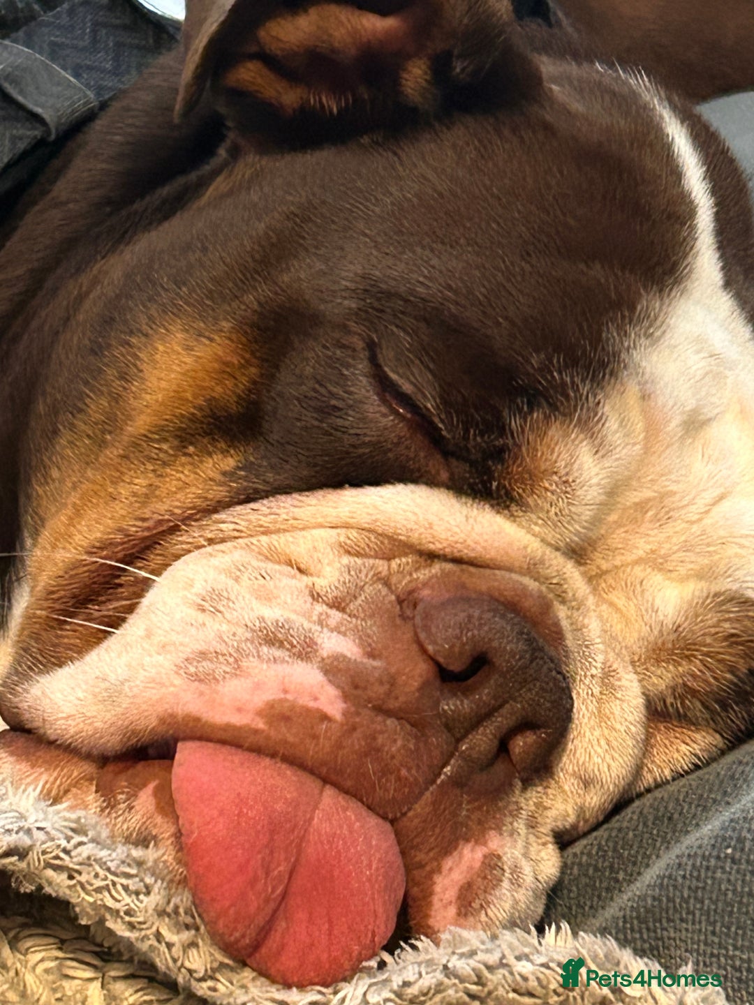 English Bulldog dogs for sale: 1 yr old British Bulldog girl  - Image 4
