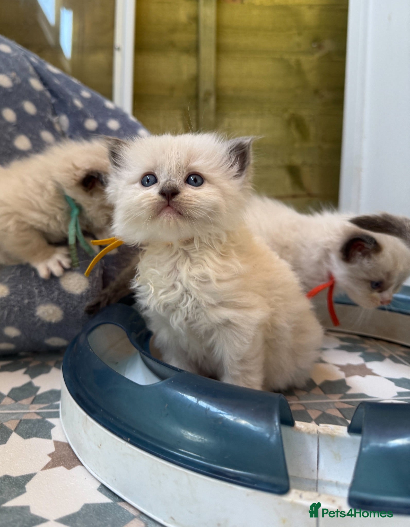Ragdoll cats Mink & mink carrying ragdolls  - Advert 1