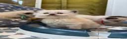 Ragdoll cats for sale: Mink & mink carrying ragdolls  - Advert 1