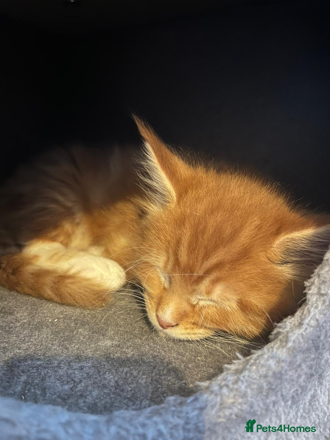 Maine Coon cats for sale: Ready now Beautiful chunky Maine coon kittens - Advert 26