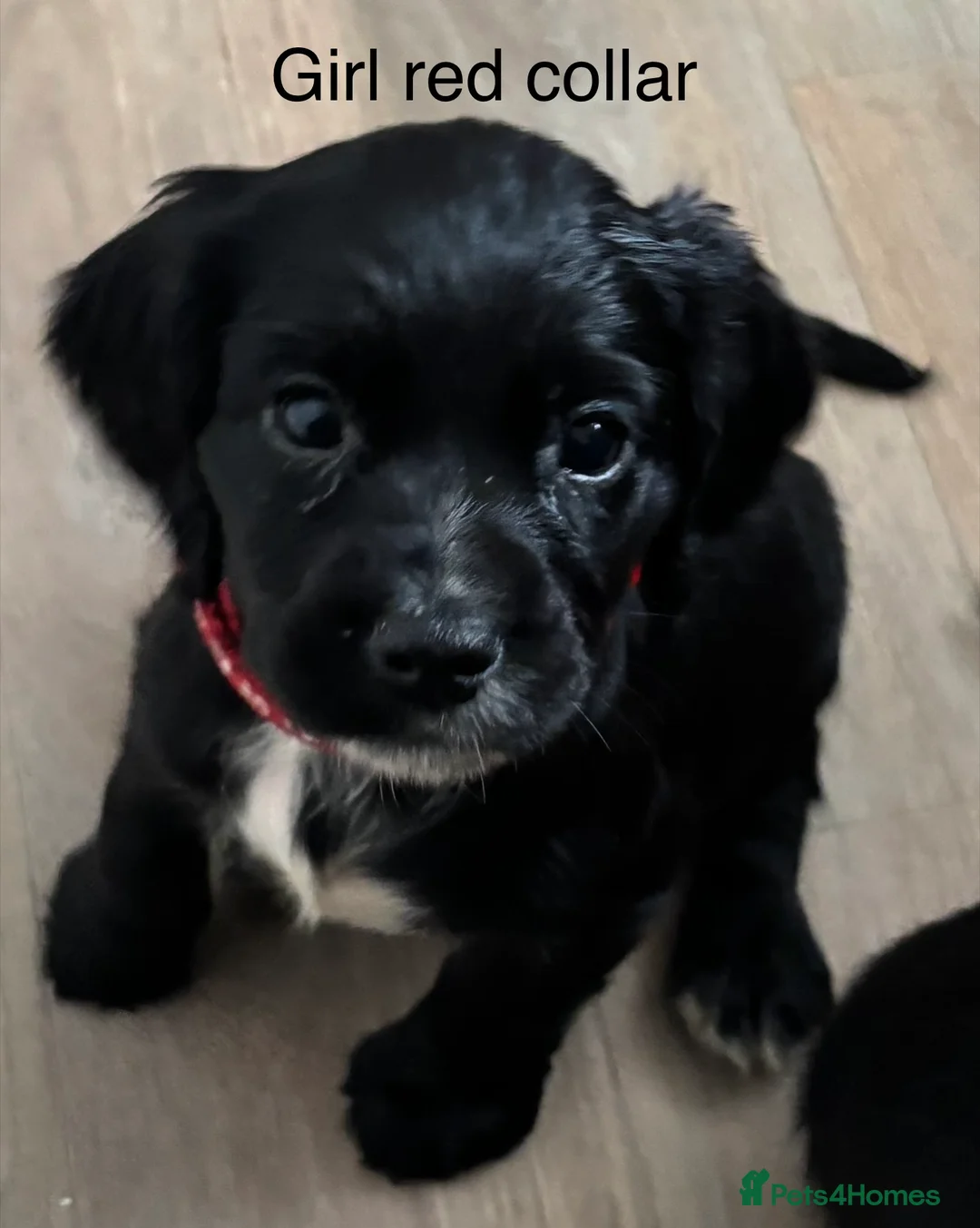 Cocker Spaniel dogs for sale: Cocker Spaniel Puppies  - Advert 1