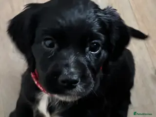 Cocker Spaniel dogs Cocker Spaniel Puppies - Advert 3