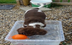 English Springer Spaniel dogs for sale: Two Gorgeous Boy English Springer Spaniel Puppies  - Image 35