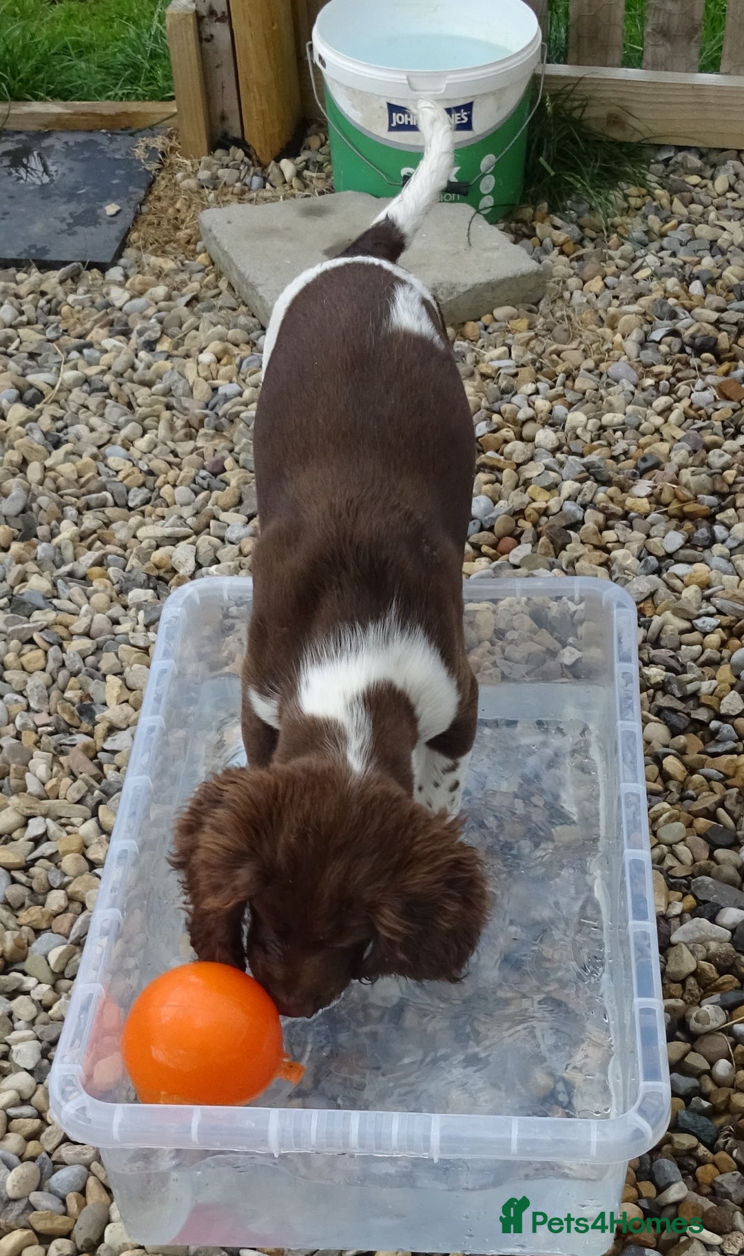 English Springer Spaniel dogs for sale: Two Gorgeous Boy English Springer Spaniel Puppies  - Image 35