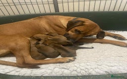 Rhodesian Ridgeback dogs for sale: KC reg Rhodesian Ridgeback puppies - Image 1