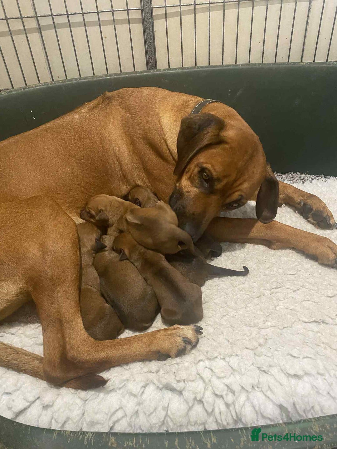 Rhodesian Ridgeback dogs for sale: KC reg Rhodesian Ridgeback puppies - Image 1