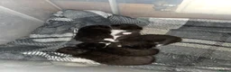 Mixed Breed cats for sale: 5 gorgeous Nebelung X British Tuxedo Shorthairs - Advert 17