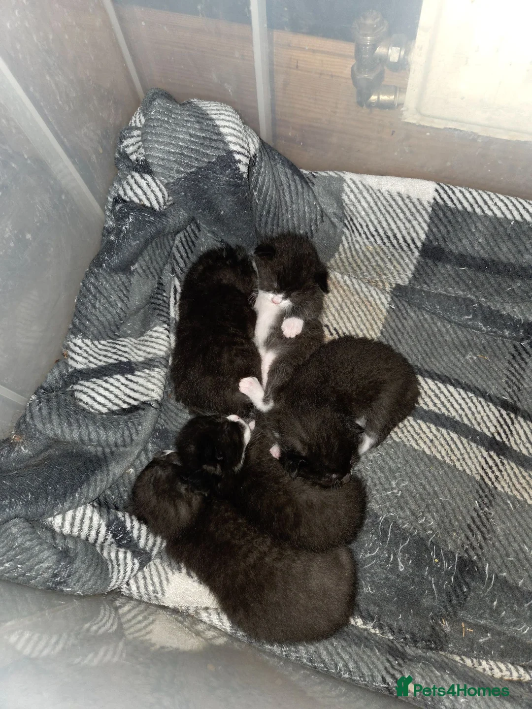 Mixed Breed cats for sale: 5 gorgeous Nebelung X British Tuxedo Shorthairs - Advert 17