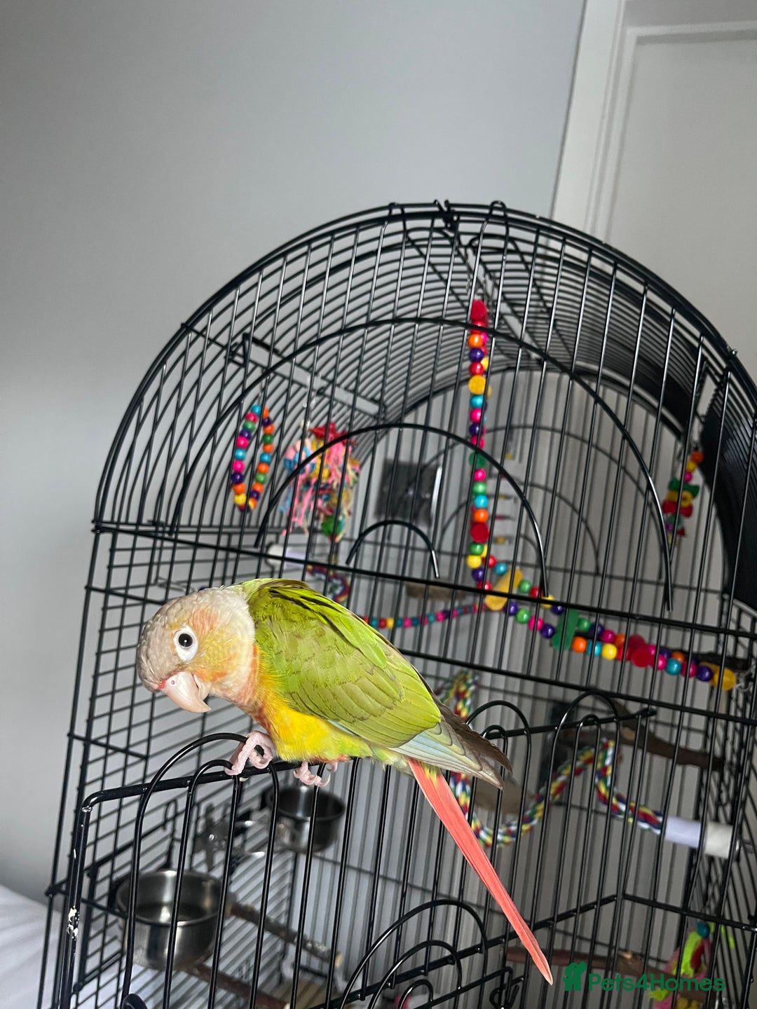 Conures birds for sale: Silly tame beautiful and loving pineapple conure - Advert 4