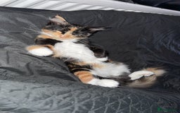 Domestic Shorthair cats for sale: Coco needs a loving home, asap!! - Advert 5