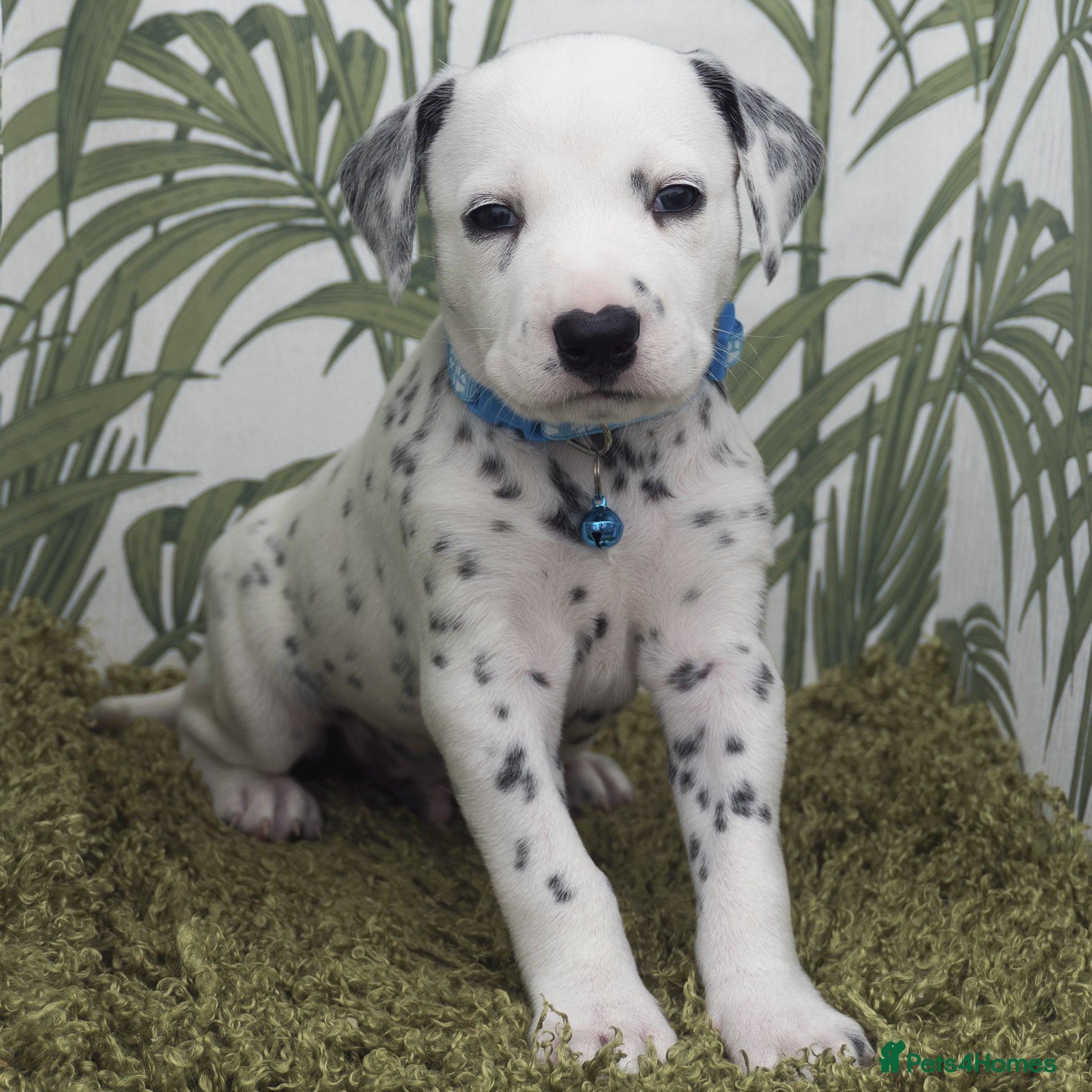 Dalmatian dogs KC Show Quality Rare LUA Dalmatian Puppies - Advert 2