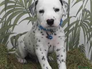 Dalmatian dogs KC Show Quality Rare LUA Dalmatian Puppies - Advert 2