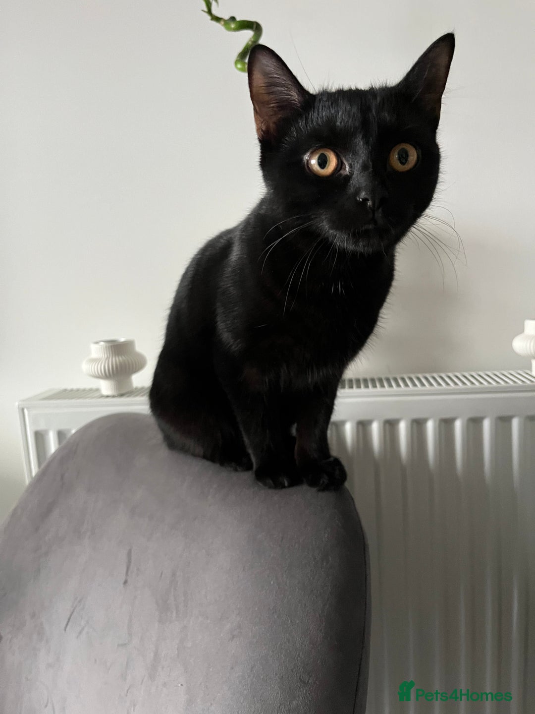 British Shorthair cats for sale: Bonded Sister Kittens for Rehoming - Advert 8