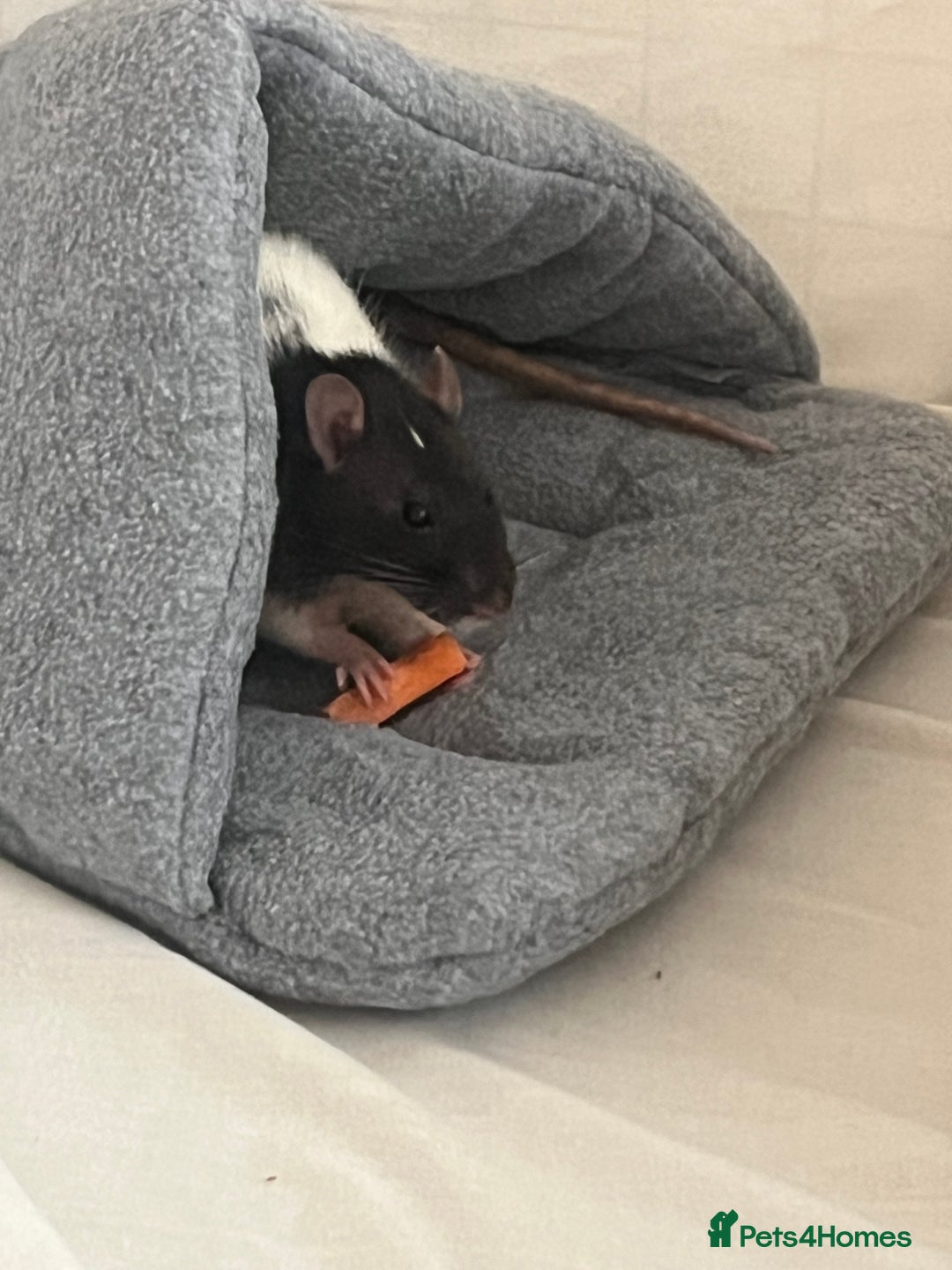 Rat rodents for sale: Dotty & rolo - Advert 4