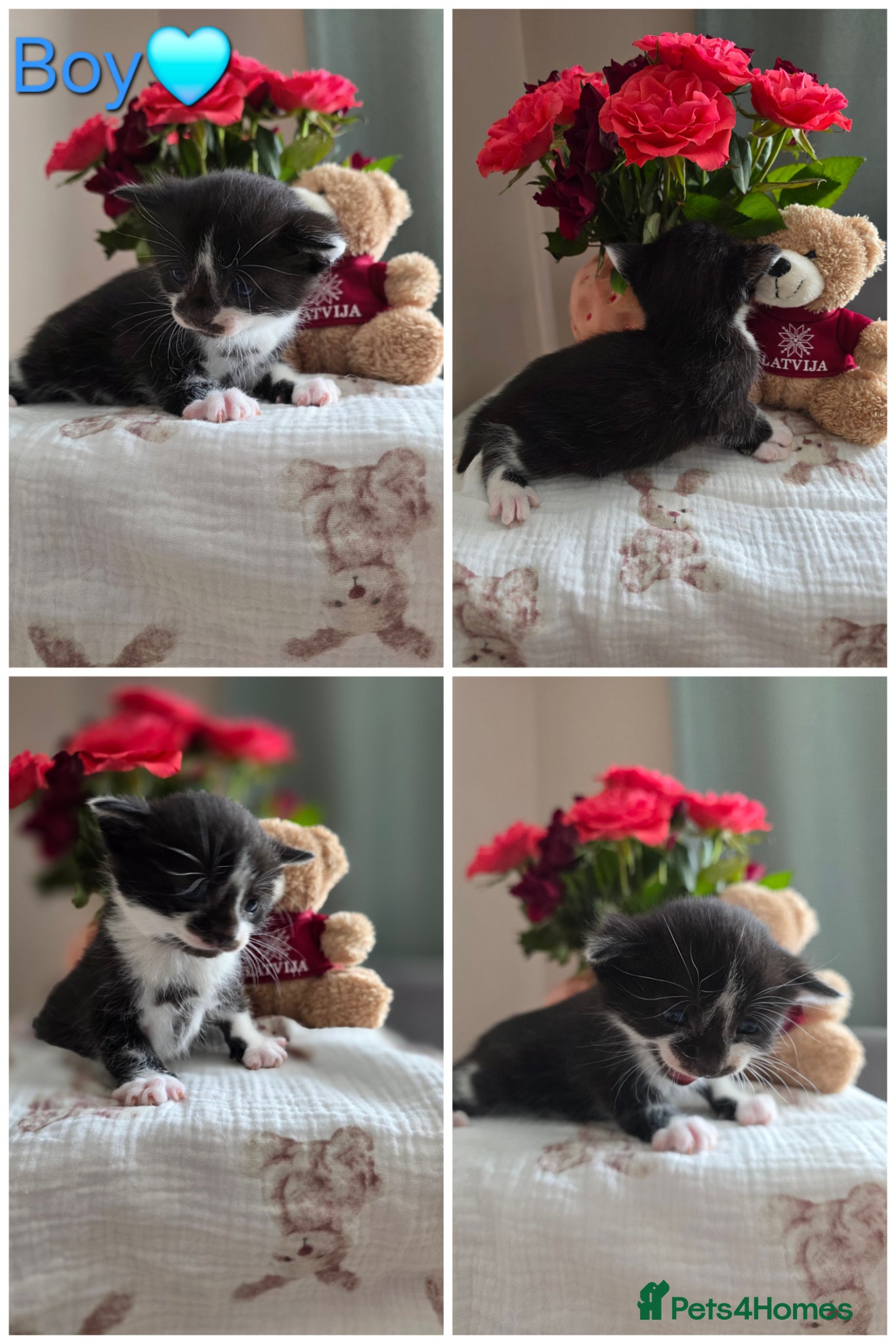 Mixed Breed cats Your New Best Friend is Waiting🐈‍⬛ - Advert 2