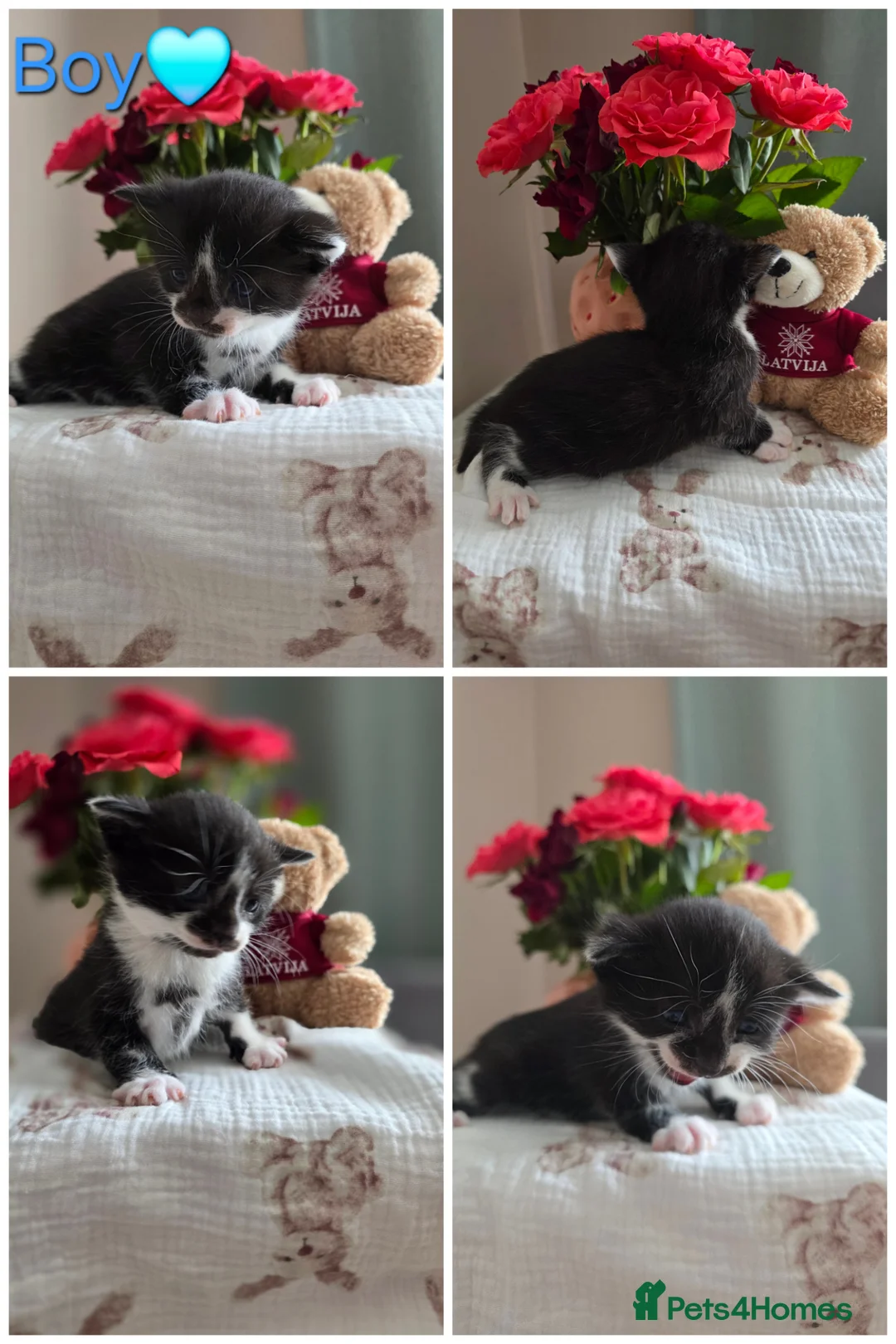 Mixed Breed cats for sale: Your New Best Friend is Waiting🐈‍⬛ - Advert 2