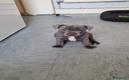 Staffordshire Bull Terrier dogs for sale: KC blue Staffordshire bull terriers - Image 4