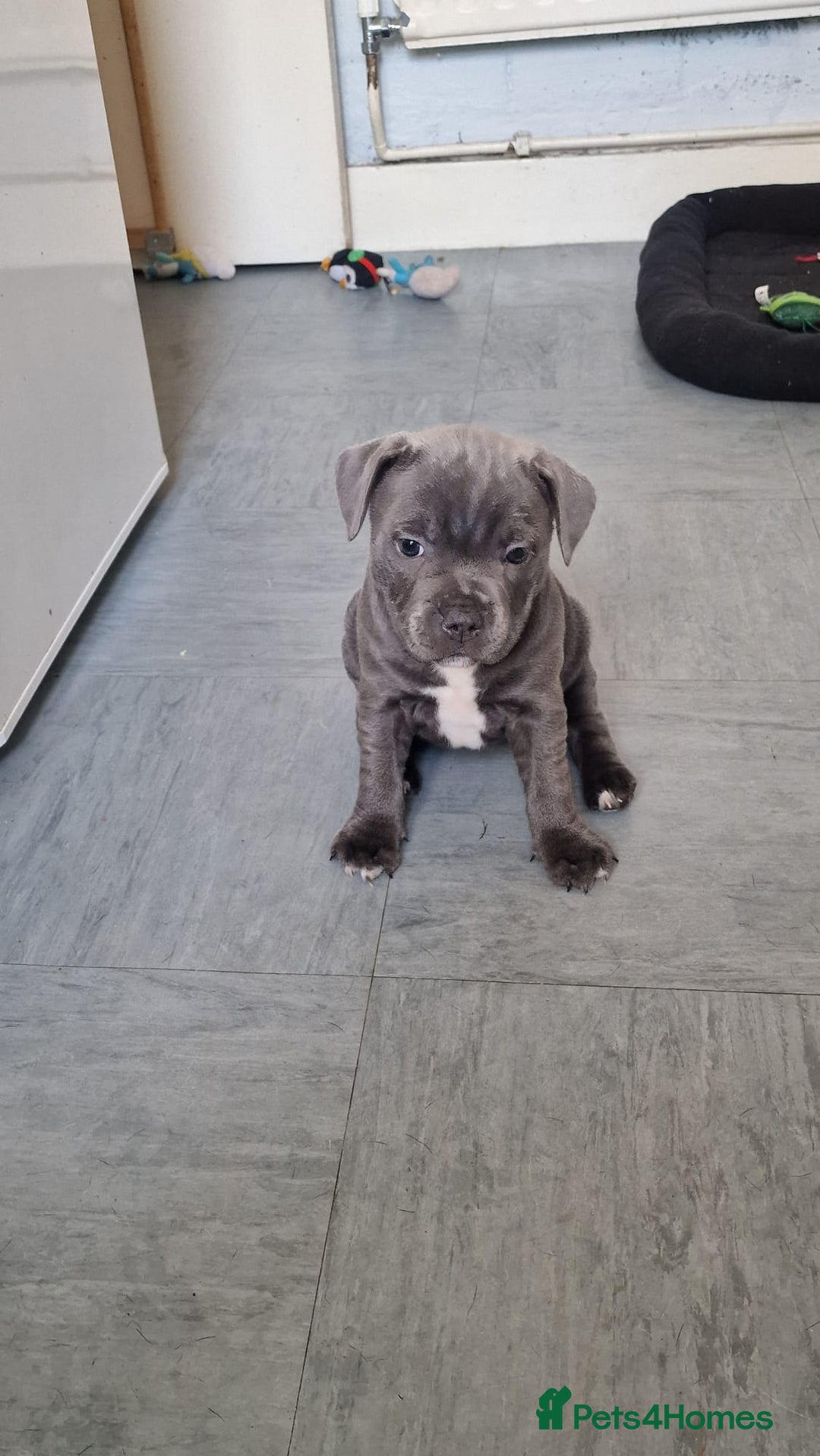 Staffordshire Bull Terrier dogs for sale: KC blue Staffordshire bull terriers - Image 4