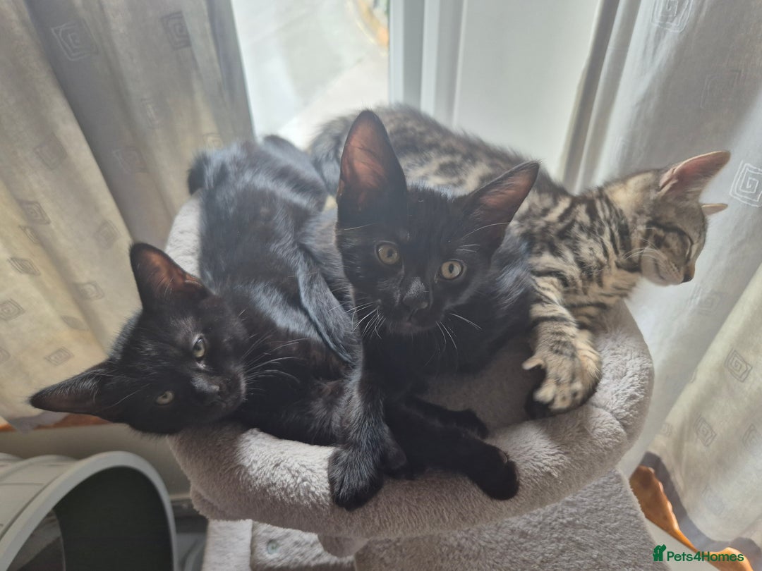 Mixed Breed cats for sale: 3 lovely playful male Kittens looking for home - Image 5