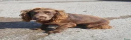 Sprocker dogs for sale: Sprocker pups for sale ( Springer x Cocker) - Advert 21