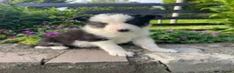 Border Collie dogs for sale: 6 Adorable Border Collie Puppies  in Brecon - Advert 20