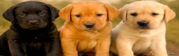Labrador Retriever dogs for sale: Kennel club registered Labrador puppy's  - Advert 1