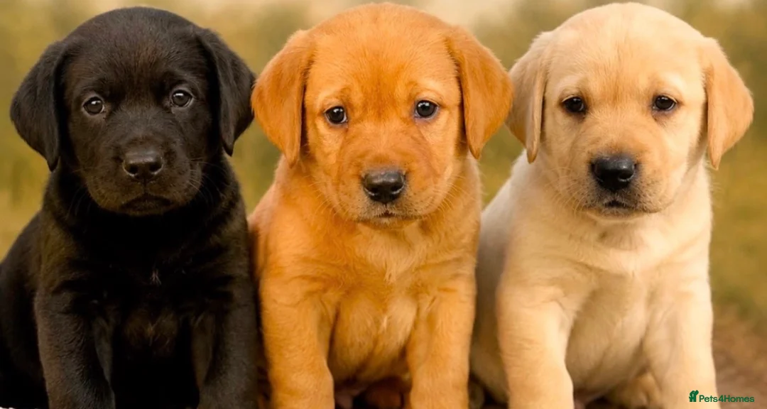 Labrador Retriever dogs for sale: Kennel club registered Labrador puppy's  - Advert 1
