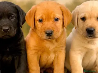 Labrador Retriever dogs Kennel club registered Labrador puppy's - Advert 1