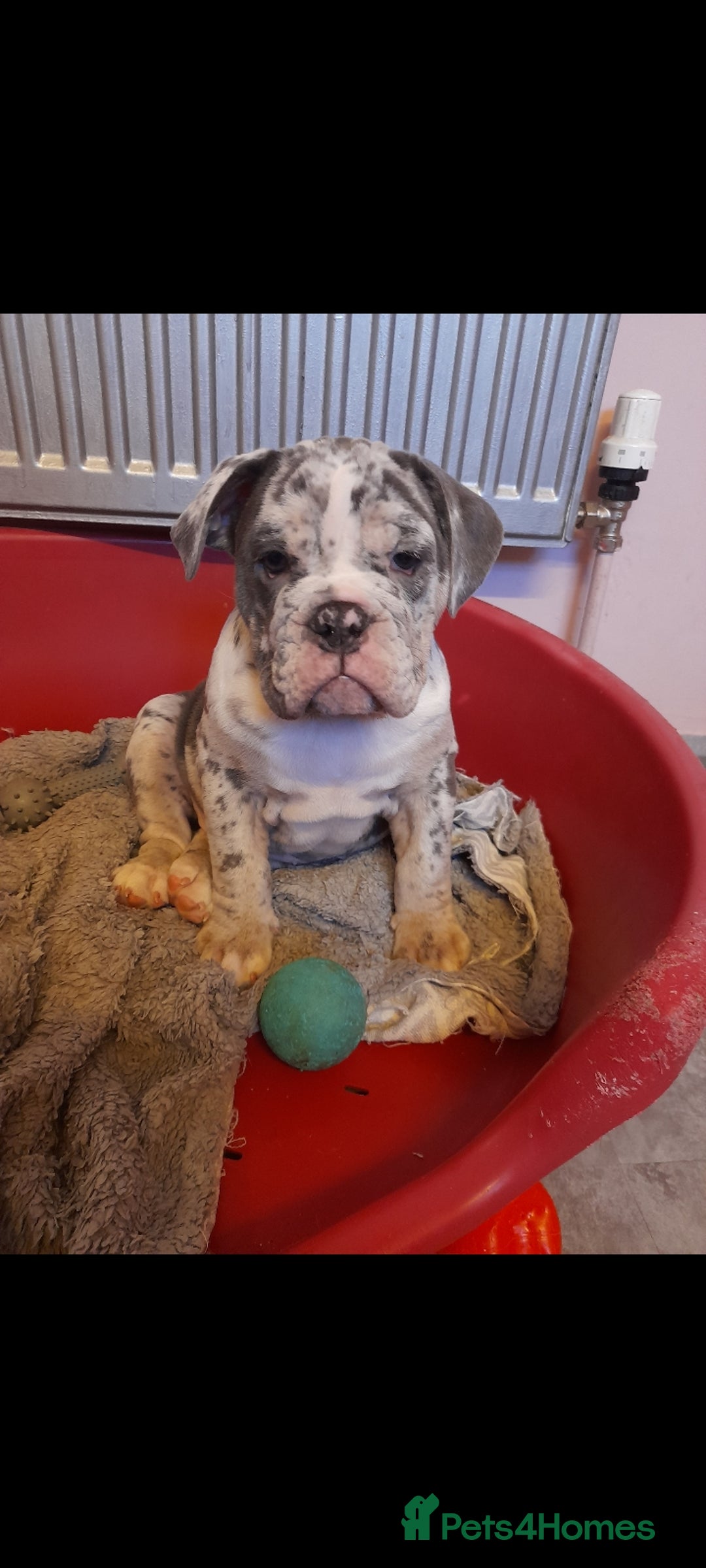 Mixed Breed dogs for sale: F1 olde English bulldog - Advert 14