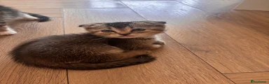 Scottish Fold 6