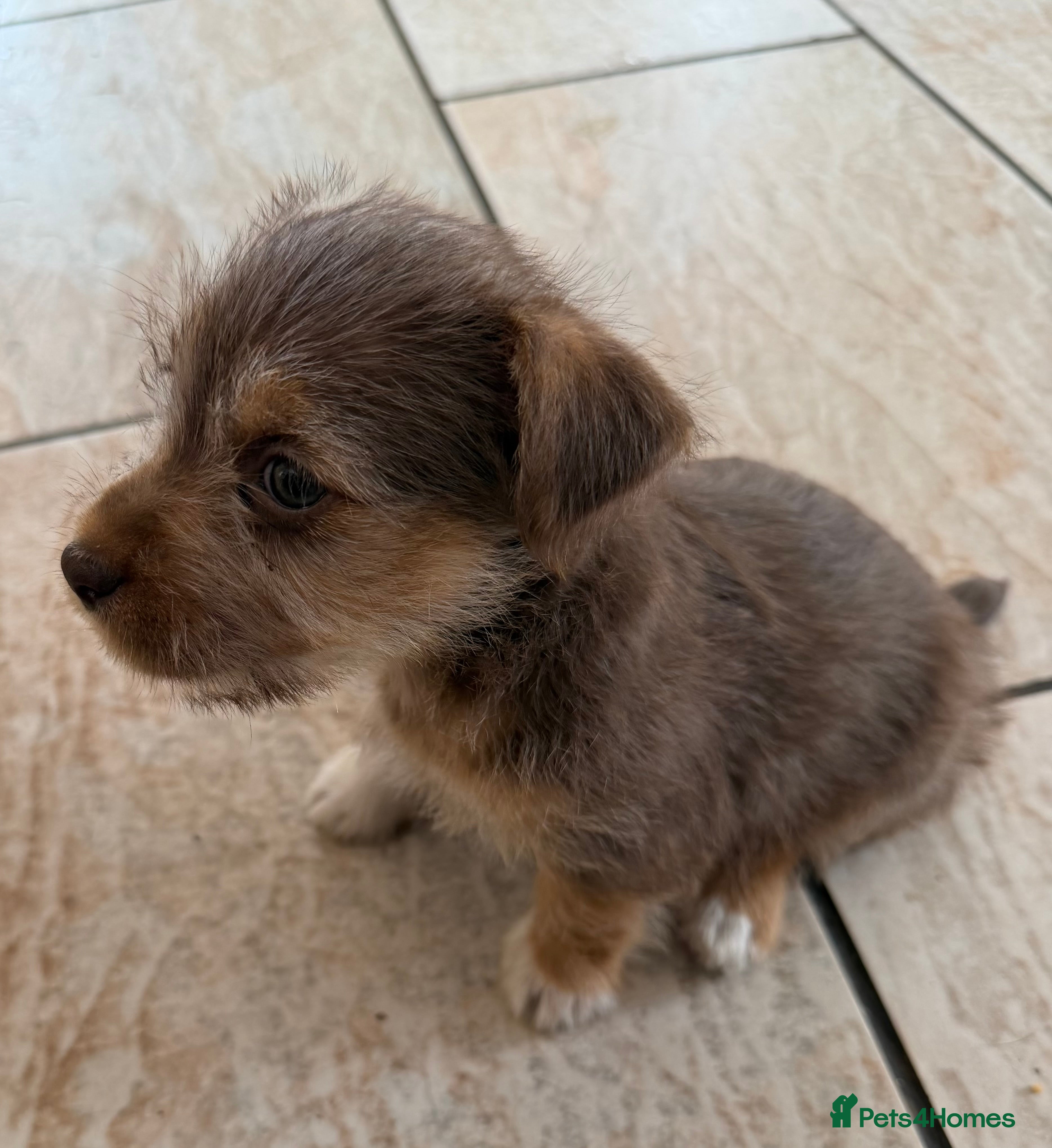 Jack Russell dogs Jack Russell Puppies - Advert 2