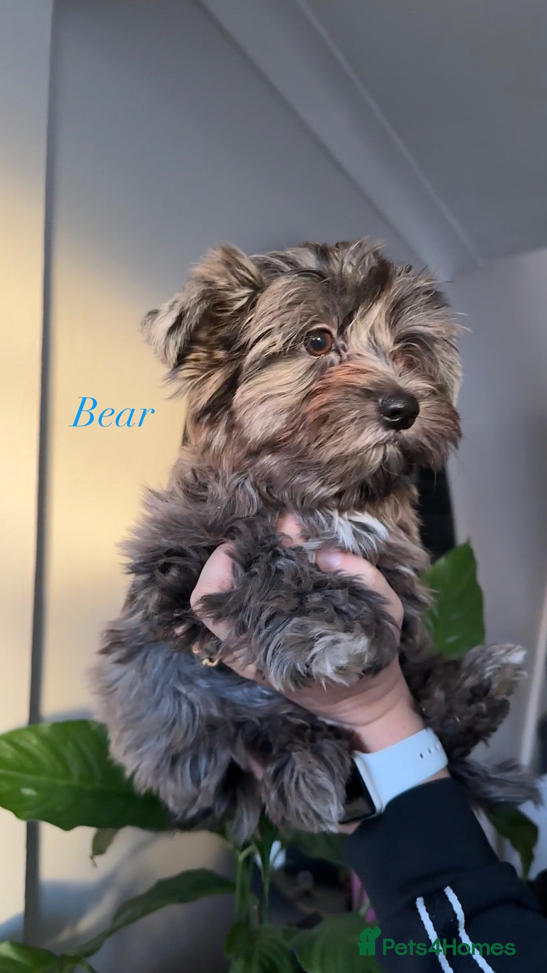 Yorkshire Terrier dogs for sale: Colourful Biewer Yorkshire terriers  - Advert 3