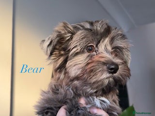 Yorkshire Terrier dogs Colourful Biewer Yorkshire terriers - Advert 6