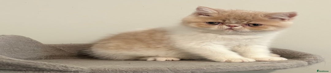 Exotic Kitten 1