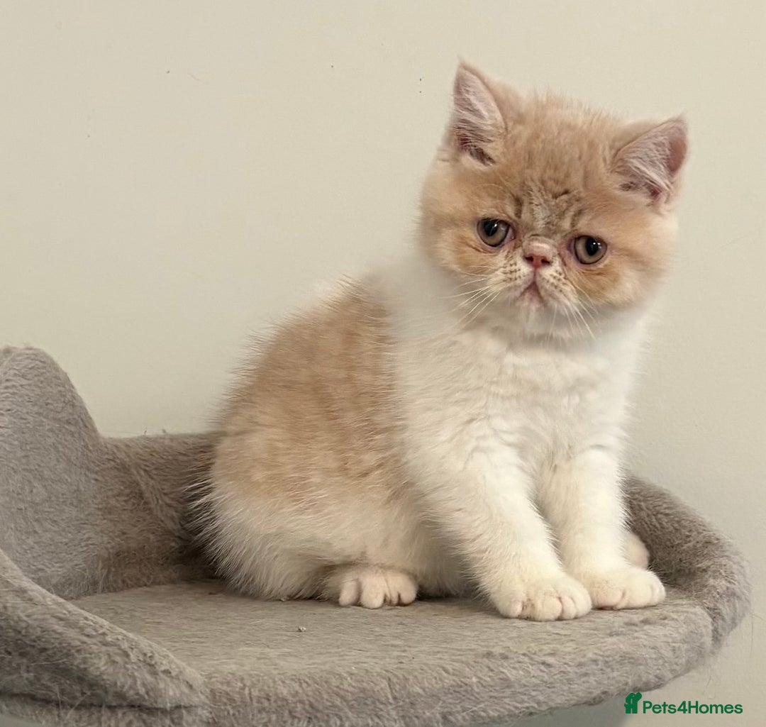 Exotic cats for sale: Exotic male kittens - Image 1