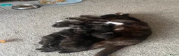 Mixed Breed cats for sale: Kittens  - Advert 6
