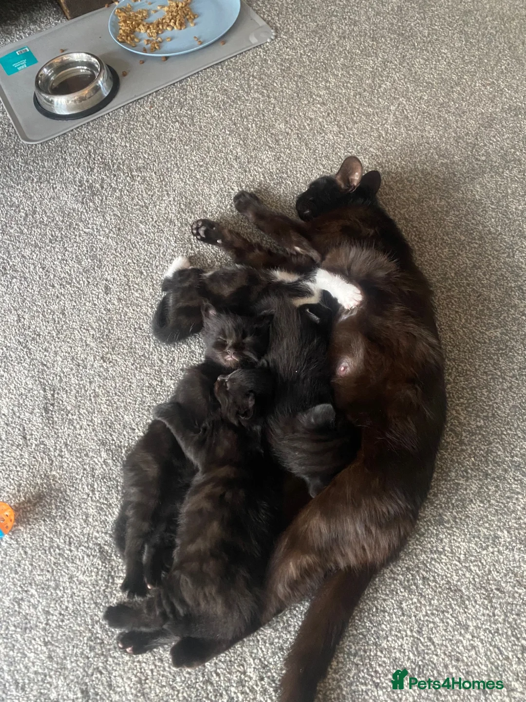 Mixed Breed cats for sale: Kittens  - Advert 6